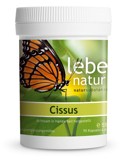 lebe natur® Cissus 90er
